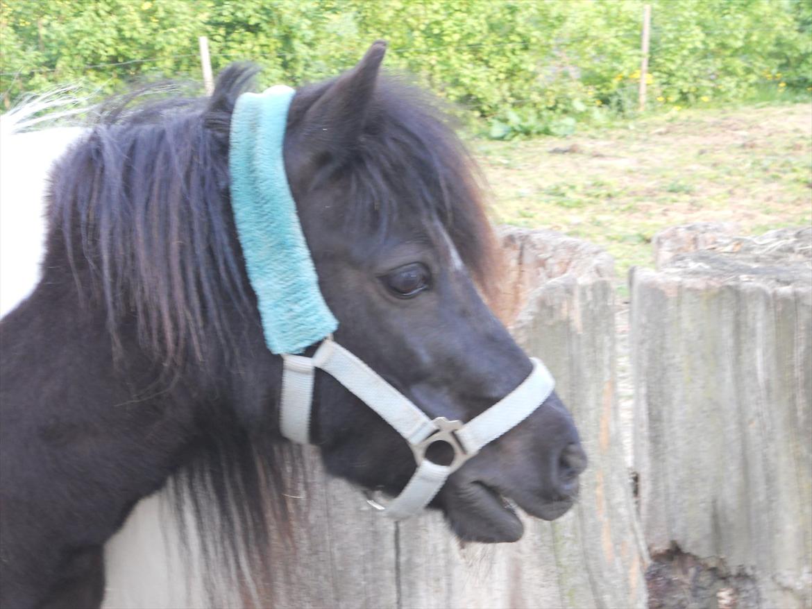 Shetlænder Micki *UDLÅNT* - Micki på folden billede 17