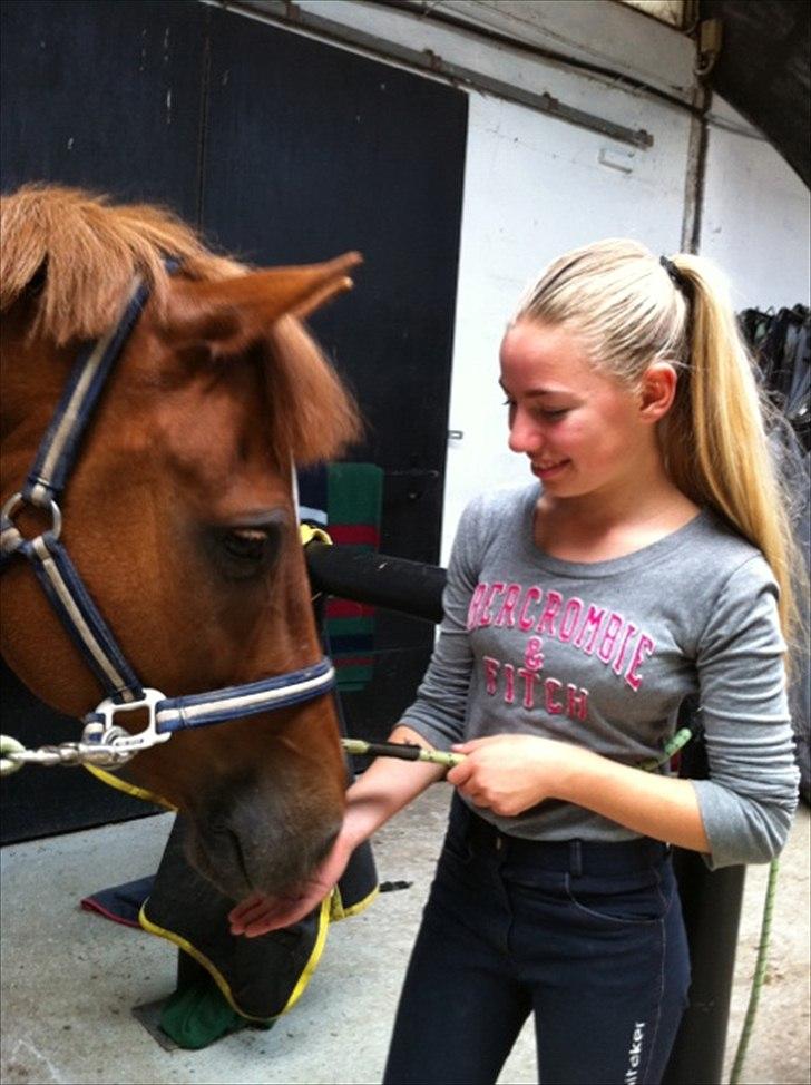 Hollandsk Sportspony Magic Moscan (Mums) - <3 billede 11