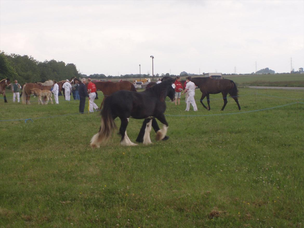 Irish Cob KENZO'S GENESIS ( solgt) billede 7