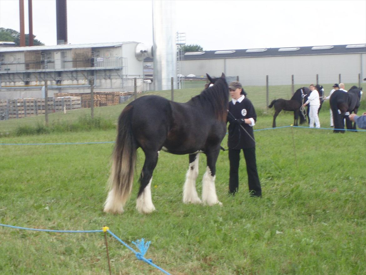 Irish Cob KENZO'S GENESIS ( solgt) billede 8