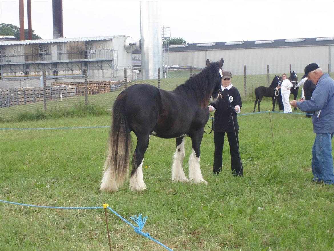 Irish Cob KENZO'S GENESIS ( solgt) billede 9