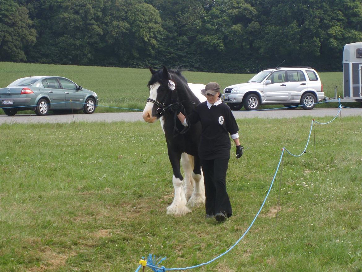 Irish Cob KENZO'S GENESIS ( solgt) billede 11