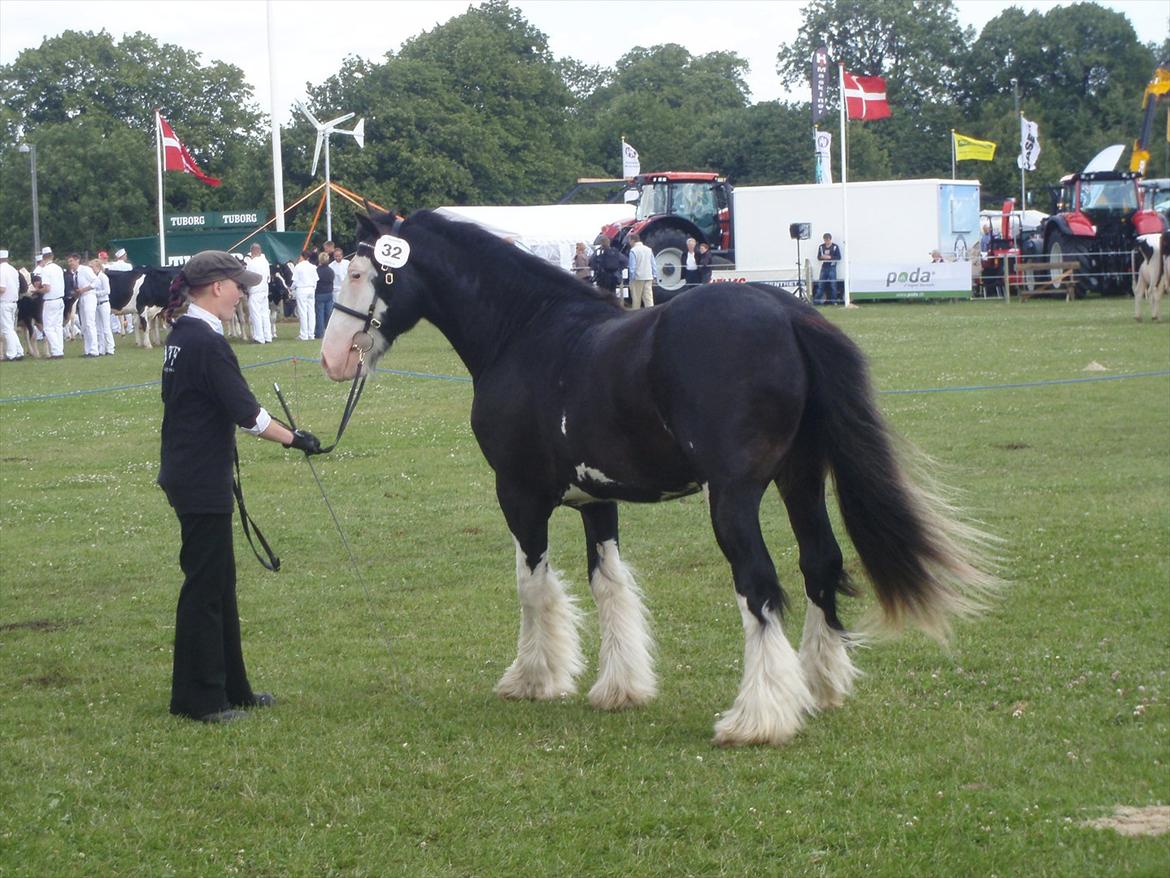 Irish Cob KENZO'S GENESIS ( solgt) billede 12