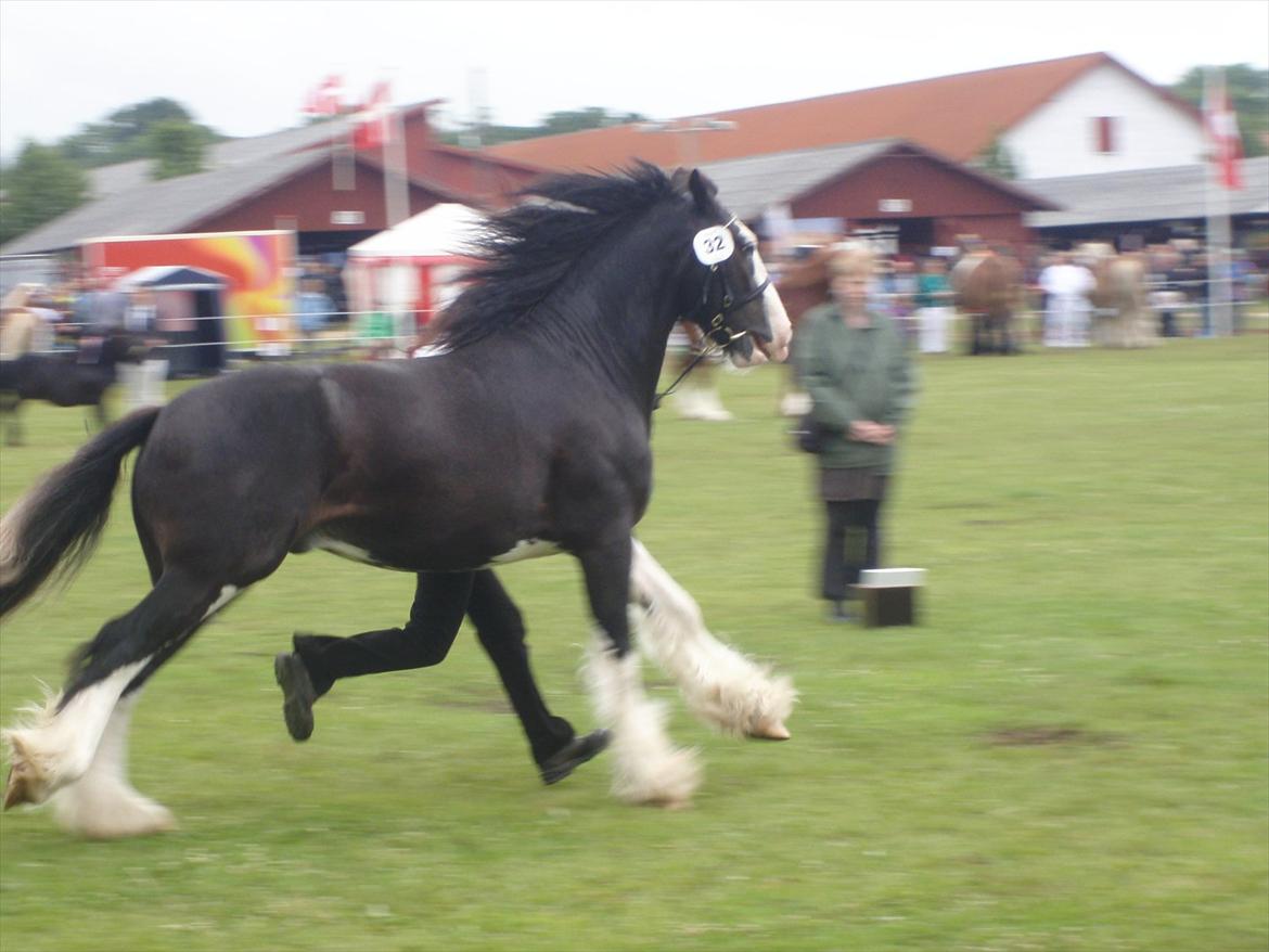 Irish Cob KENZO'S GENESIS ( solgt) billede 14