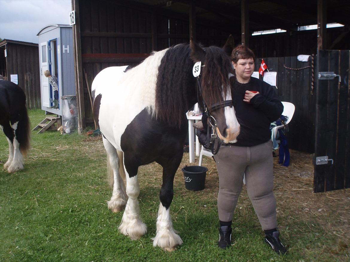 Irish Cob Robin Ó Reily   <<SOLGT>> billede 13