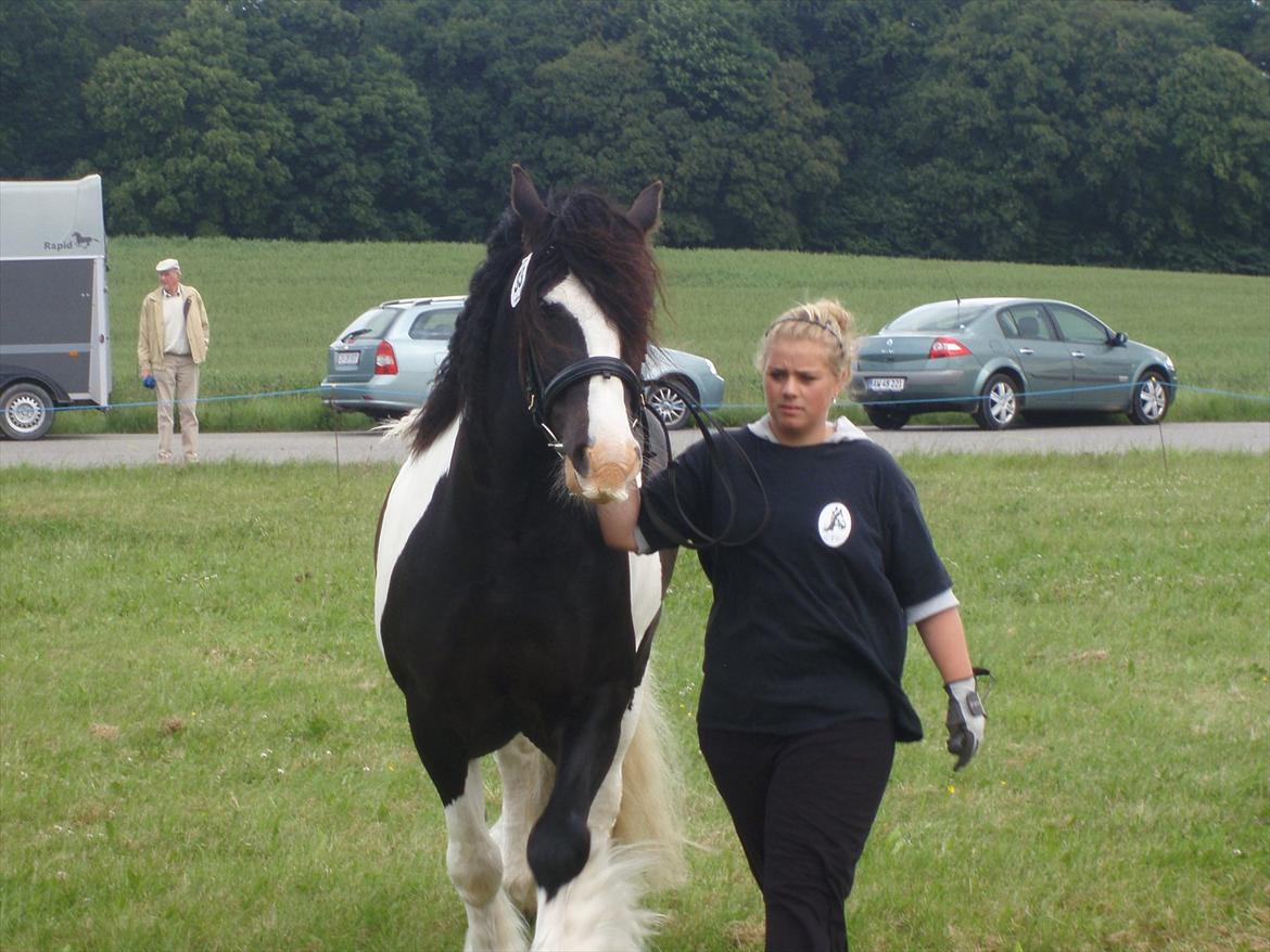 Irish Cob Robin Ó Reily   <<SOLGT>> billede 14