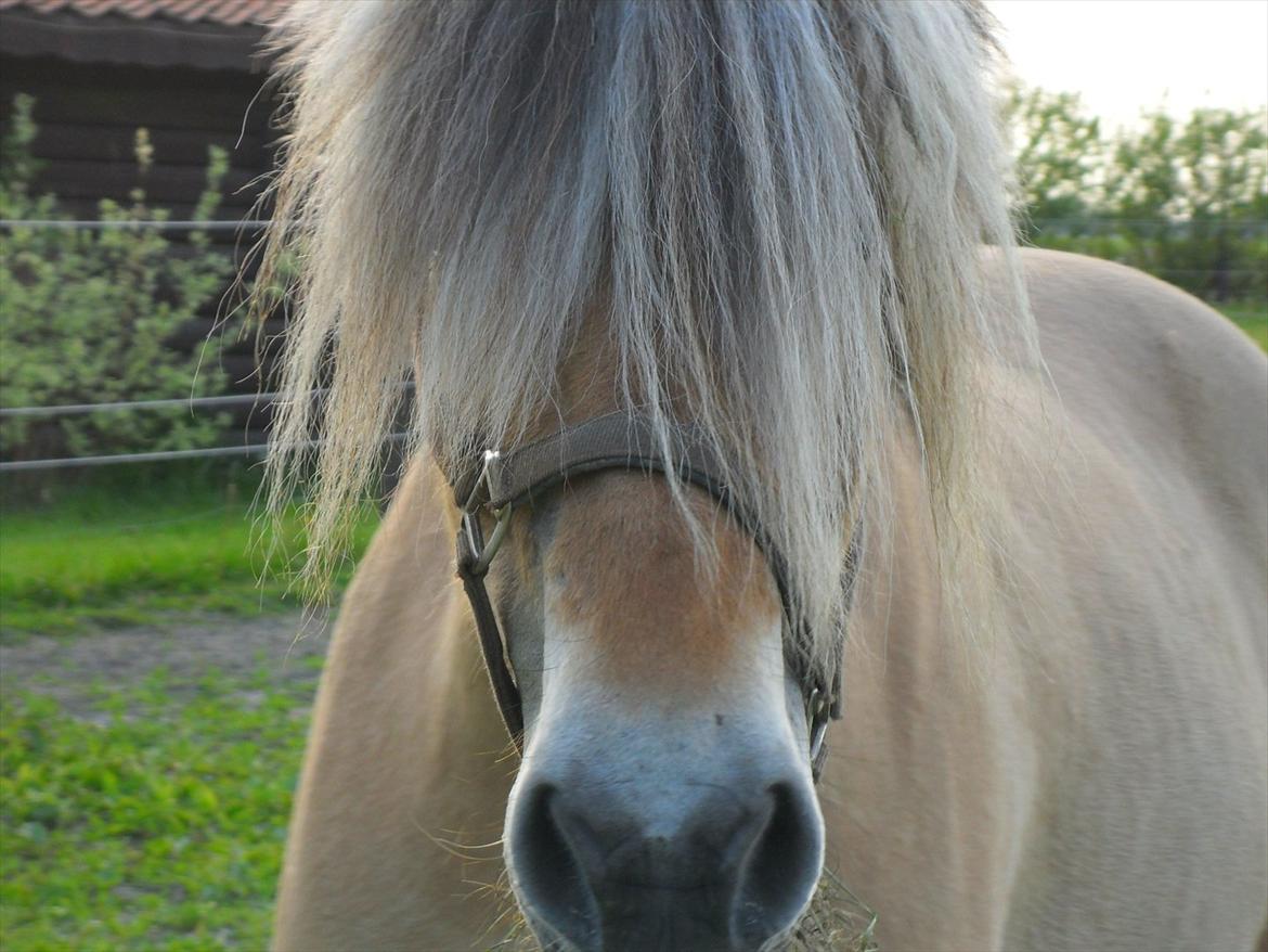 Fjordhest Marinus - Min lille tykke skattebasse! :* billede 2