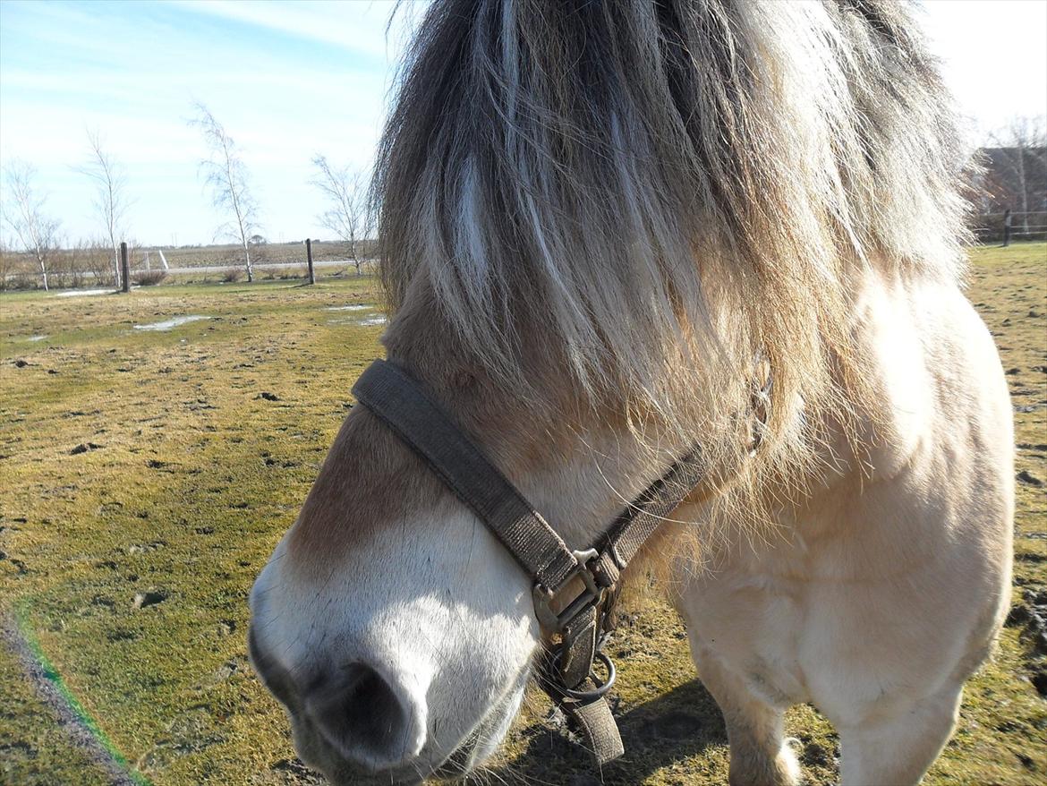 Fjordhest Marinus - Igen en meget fotogen hest. :P billede 3