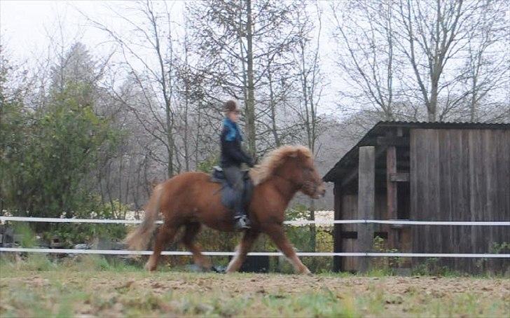 Islænder Draumur fra Grøndalen - 21. november 2011 - Trav. Taget ud af video billede 12