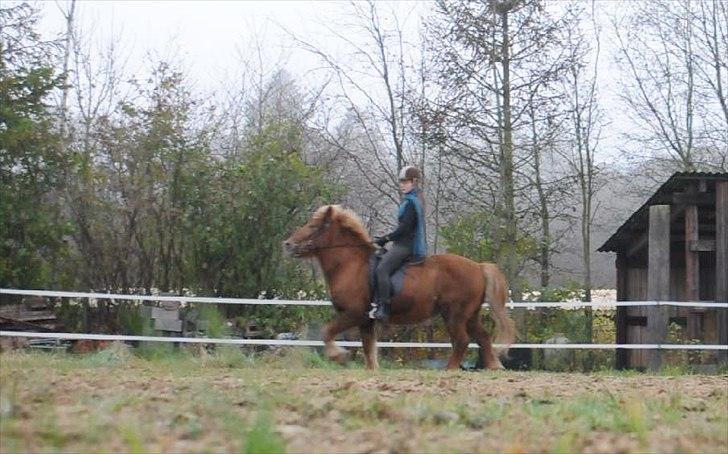 Islænder Draumur fra Grøndalen - 21. november 2011 - langsom tölt. Taget ud af video billede 13
