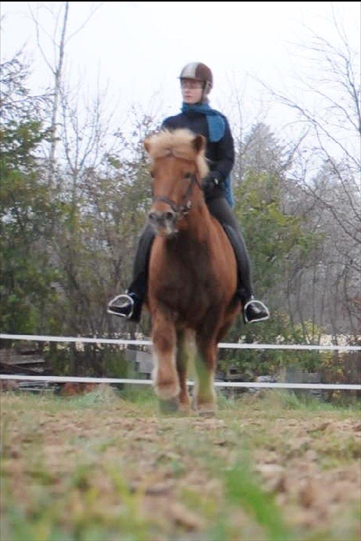 Islænder Draumur fra Grøndalen - 21. november 2011 - trav. Taget ud af video billede 14