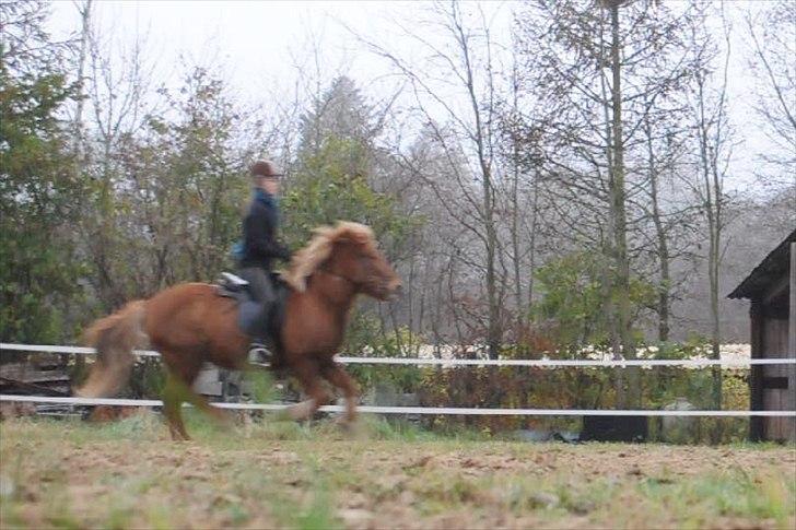Islænder Draumur fra Grøndalen - 21. november 2011 - galop! Taget ud af video. billede 15
