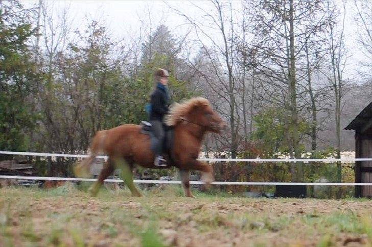 Islænder Draumur fra Grøndalen - 21. november 2011 - galop. Taget ud af video.  billede 16
