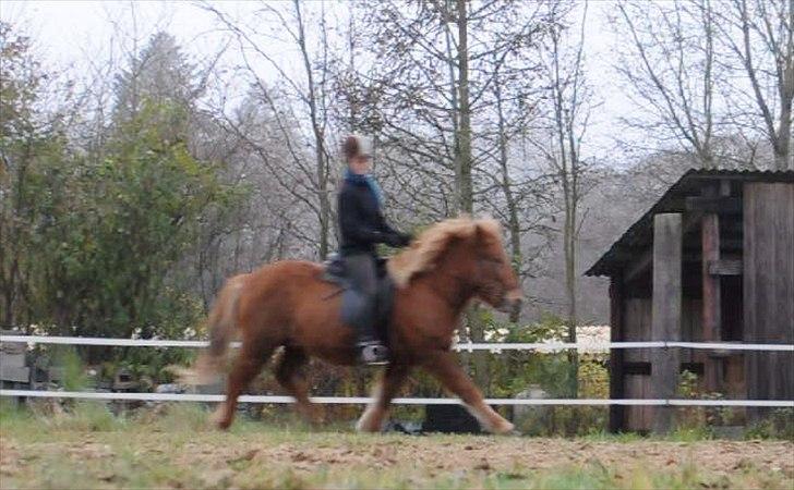 Islænder Draumur fra Grøndalen - 21. november 2011 - let trav øgning :-) Taget ud af video. billede 17