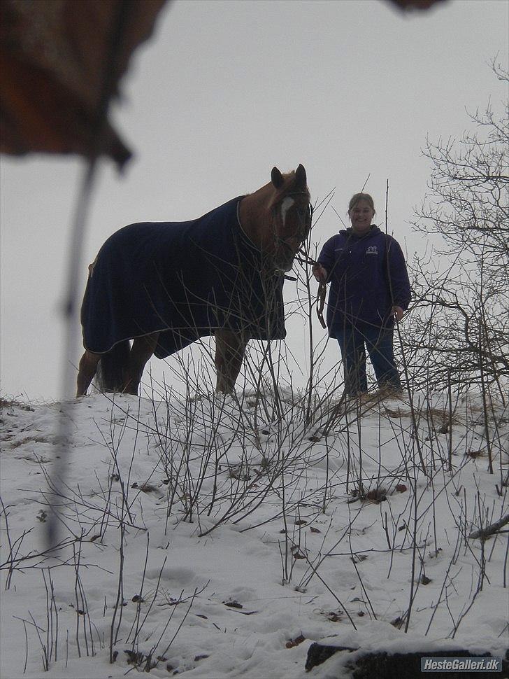 Tysk Varmblod  Findus <3 billede 18