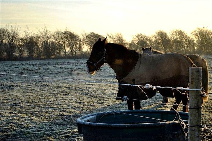 Knabstrupper Rughavens Fanny - Taget af Majbritt Bonde Olsen...
 billede 6