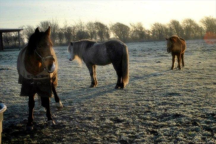 Knabstrupper Rughavens Fanny - Taget af Majbritt Bonde Olsen... billede 15