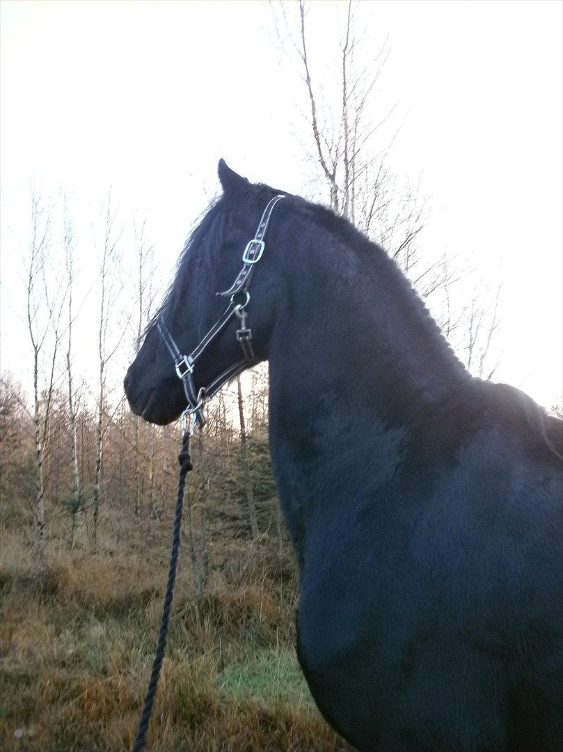 Frieser Liekele billede 14