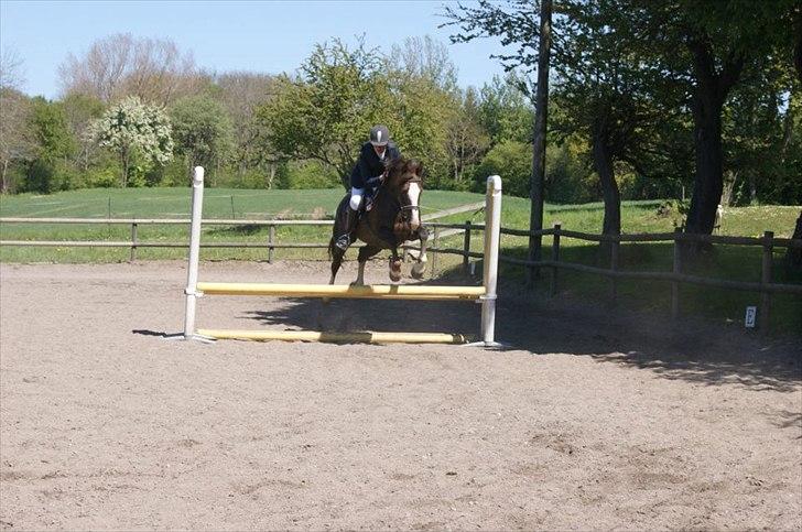 Anden særlig race Lamona <3 billede 12