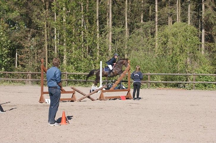 Anden særlig race Lamona <3 billede 13