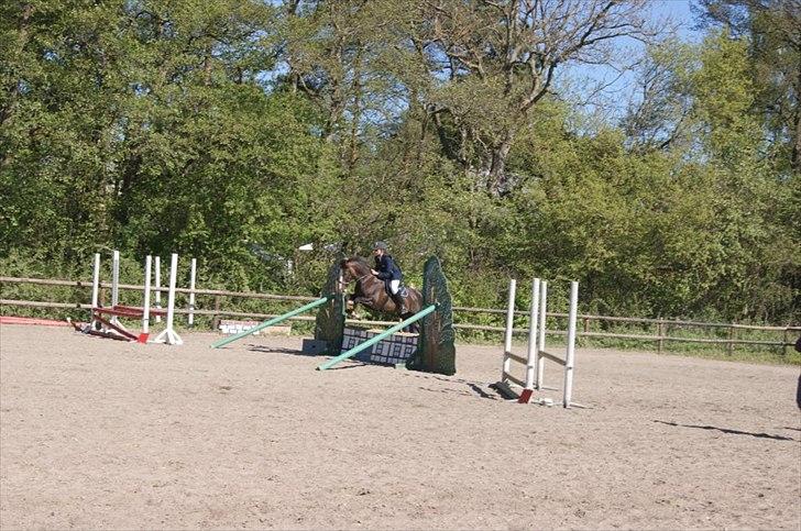 Anden særlig race Lamona <3 billede 14