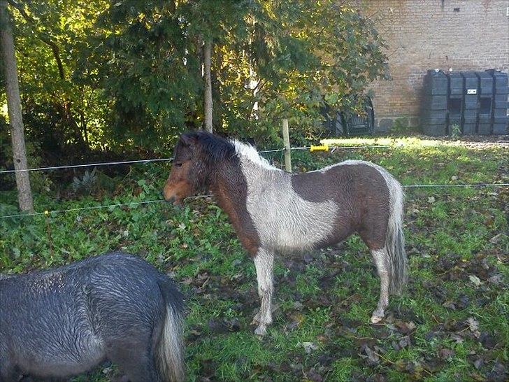 Pinto Korupgaards Karla - det er så skønt og rulle sig så man er snavset :D
august 2011 billede 4
