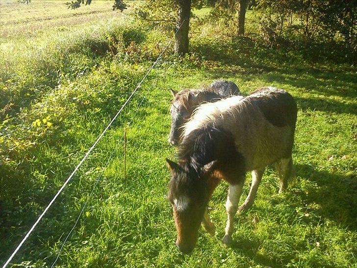 Pinto Korupgaards Karla - dejligt med græs
august 2011 billede 5
