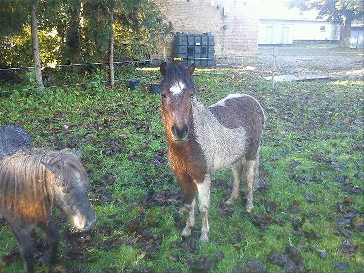 Pinto Korupgaards Karla - august 2011 billede 6