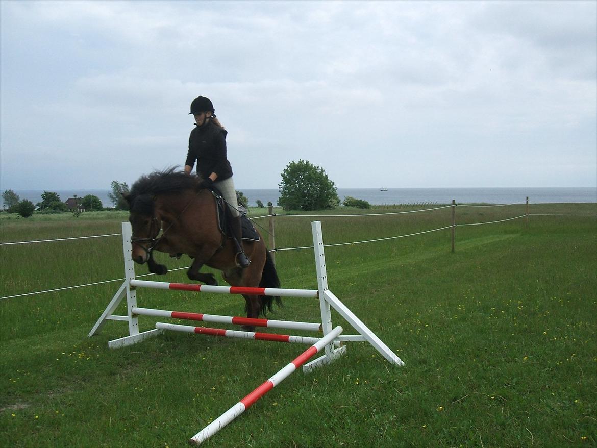 Islænder Halldór fra Ærø - første gang vi sprang 70 cm.<3 billede 11