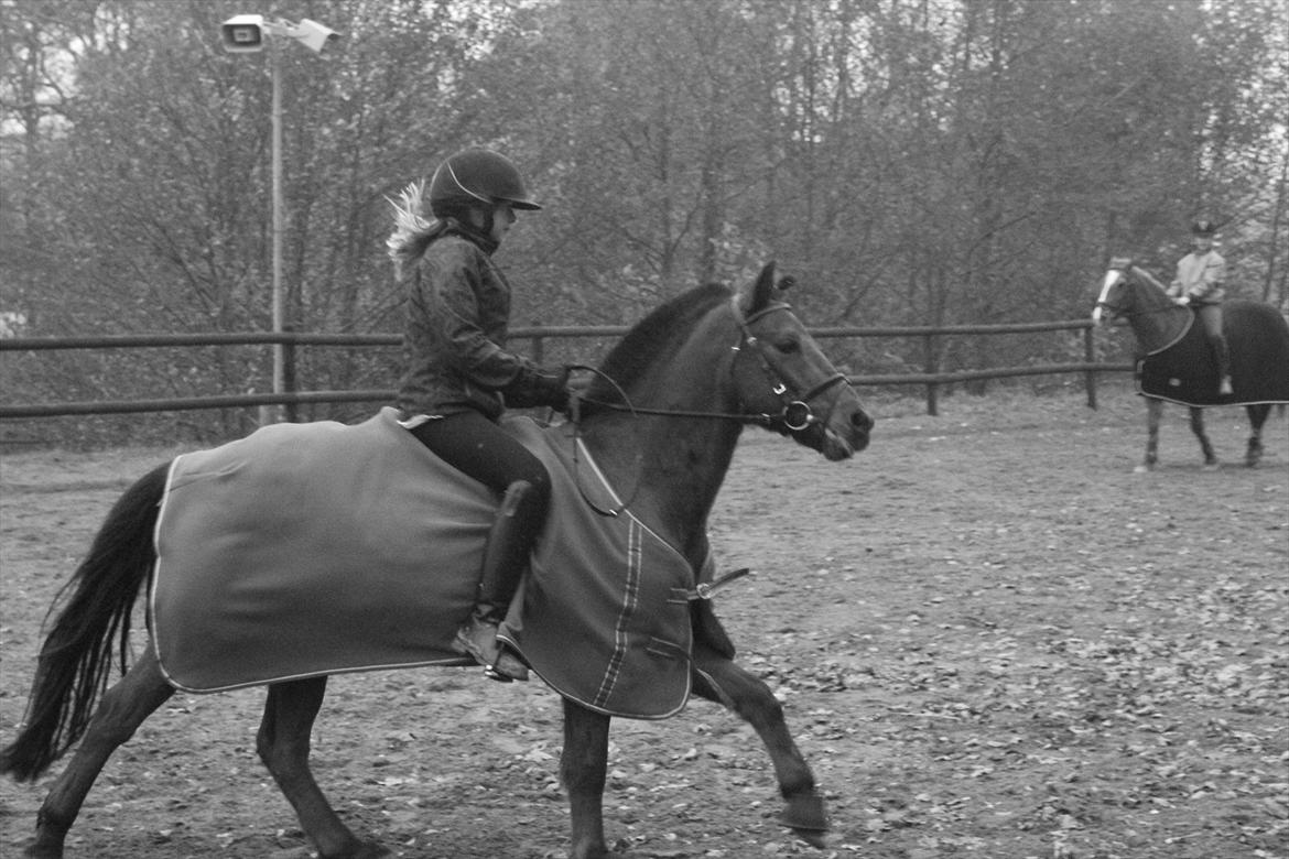 Connemara Basse (Himmel hest ) - Fuld gallop på banen. billede 2