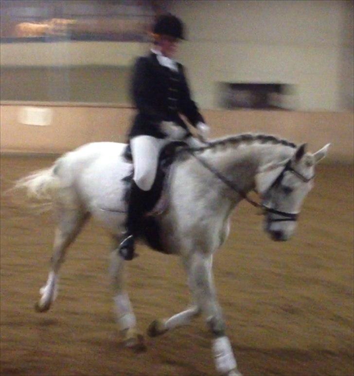 Dansk Varmblod Tica billede 4