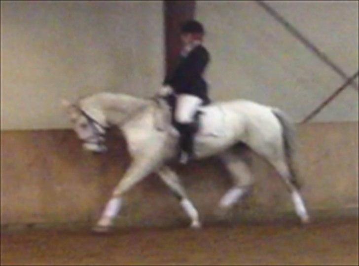 Dansk Varmblod Tica billede 6