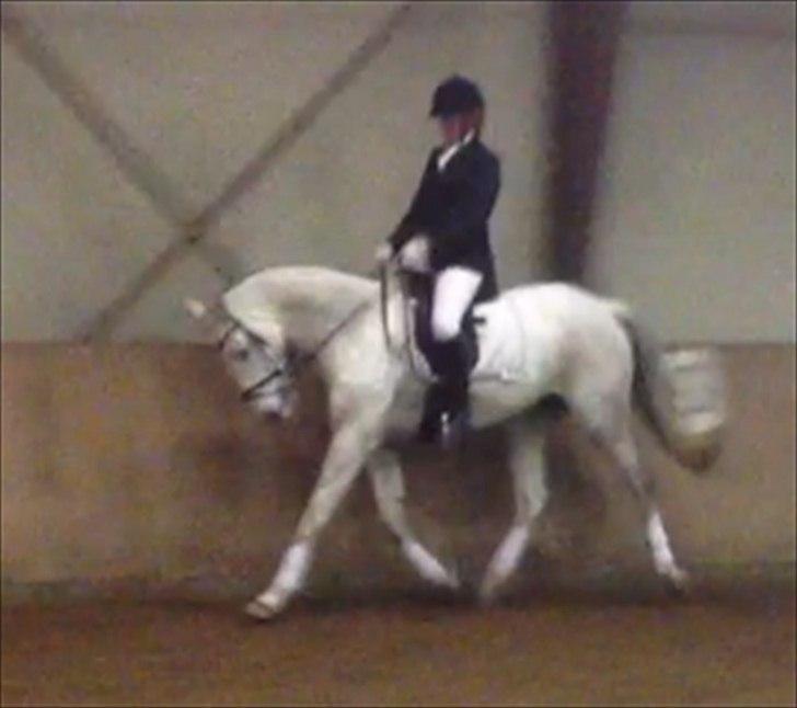 Dansk Varmblod Tica billede 3