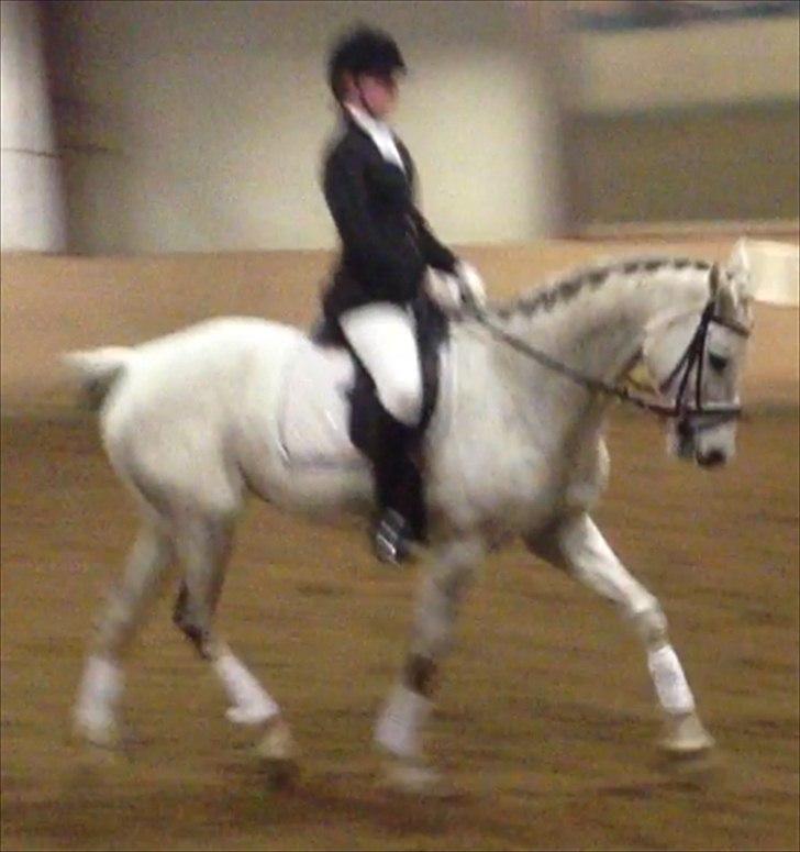 Dansk Varmblod Tica billede 7