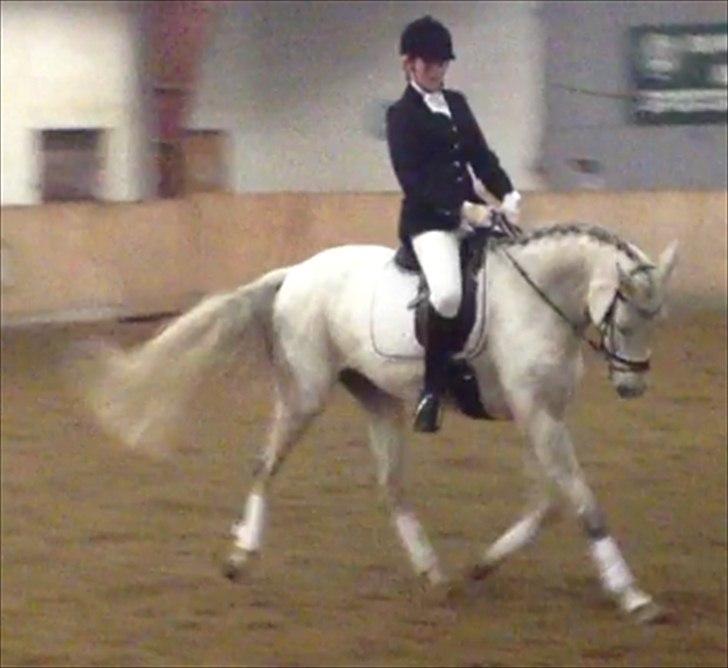 Dansk Varmblod Tica billede 5