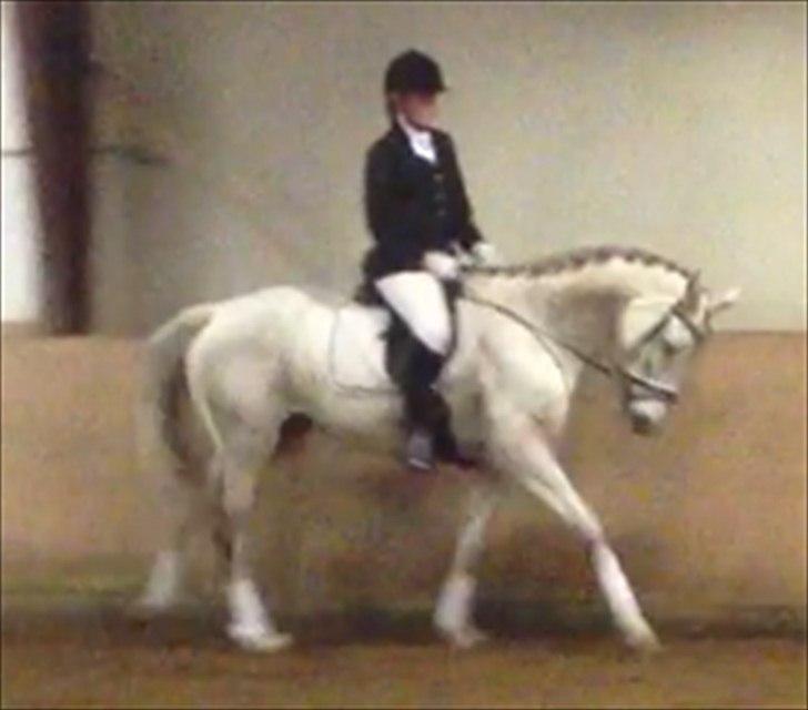 Dansk Varmblod Tica billede 2