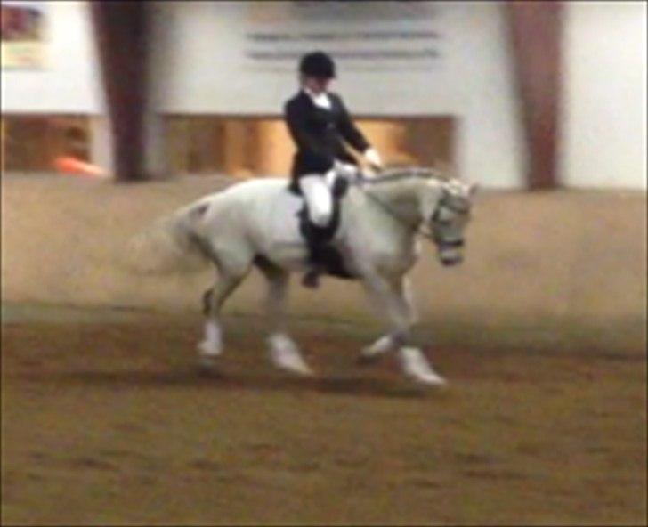 Dansk Varmblod Tica billede 1