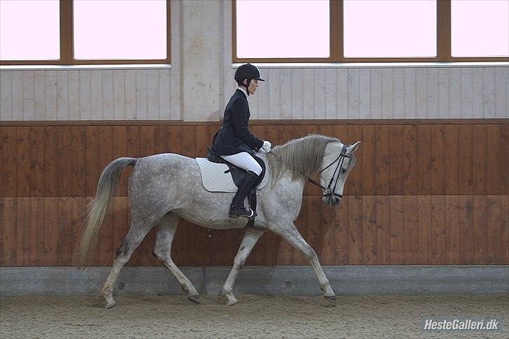 Arabisk fuldblod (OX) Aki-Bells Akira - Akiras første stævnestart på Kirk Arabians, LD1 62%, 2.plads billede 8