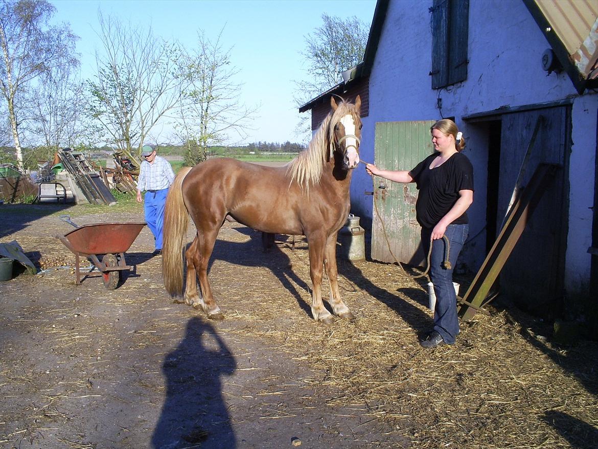 Anden særlig race Engbæks Dessert Dawn *Solgt* - Prins og jeg billede 3