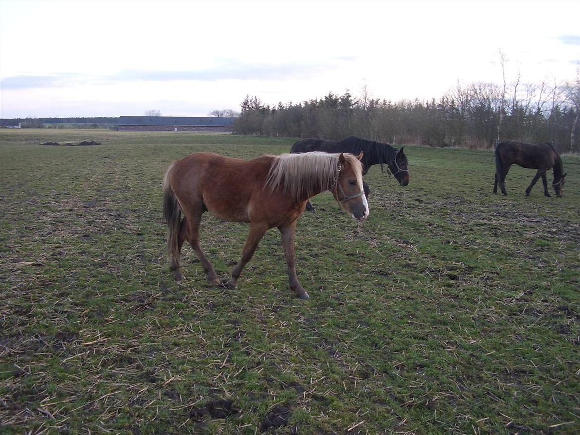 Anden særlig race Engbæks Dessert Dawn *Solgt* - Prins 1½ år, nåå :-) billede 4