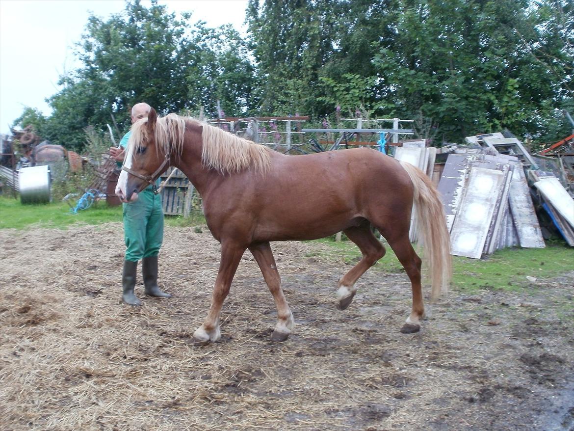 Anden særlig race Engbæks Dessert Dawn *Solgt* - Prins og Niels sommer 2011 billede 5