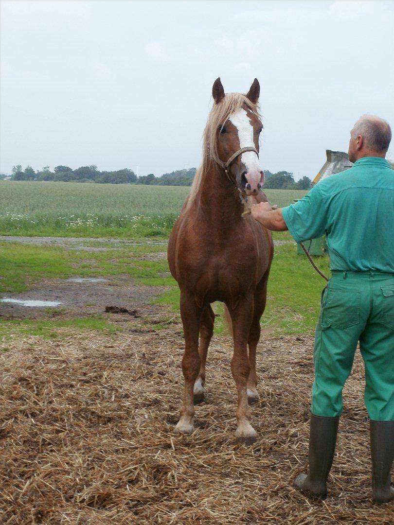 Anden særlig race Engbæks Dessert Dawn *Solgt* - Elsker hans udtryk! billede 6