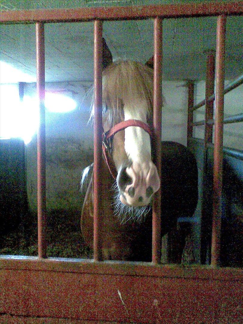 Anden særlig race Engbæks Dessert Dawn *Solgt* - snak med mig!! billede 7