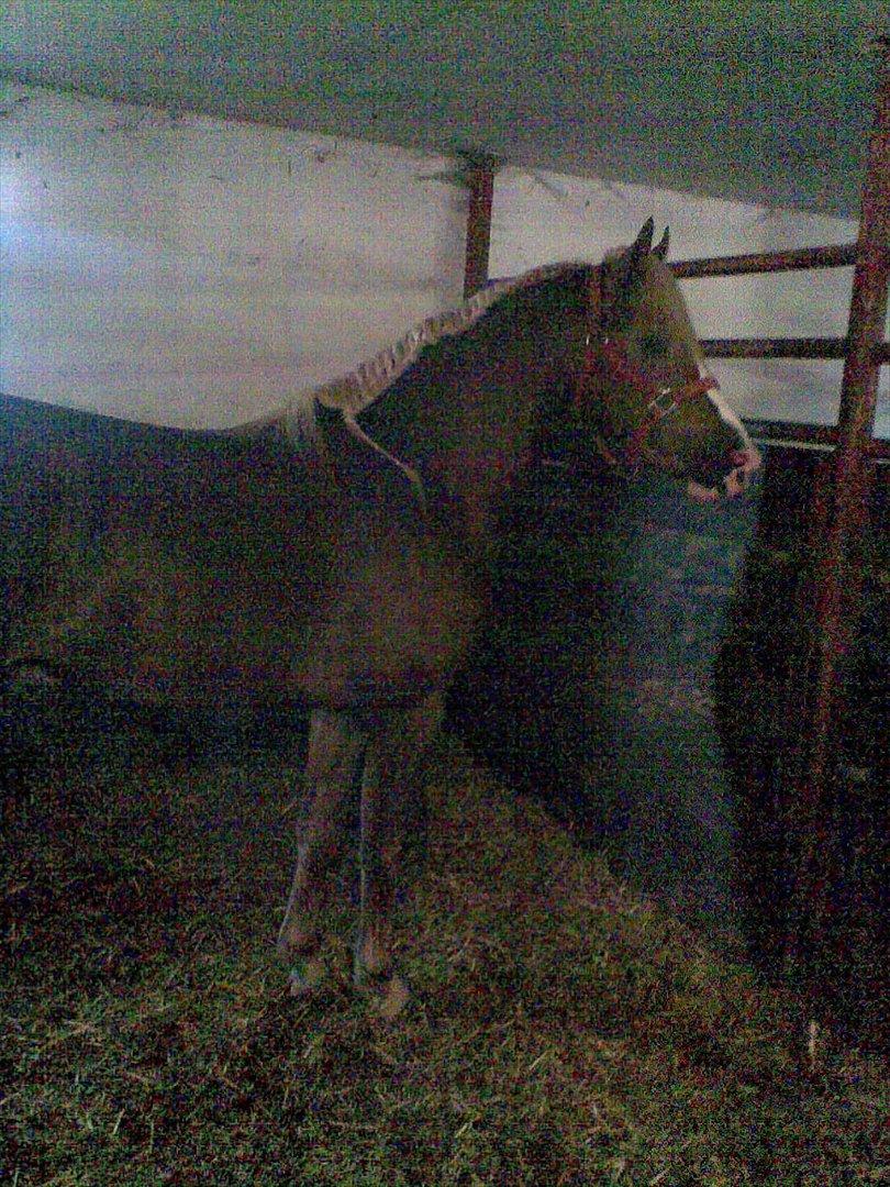 Anden særlig race Engbæks Dessert Dawn *Solgt* - Flettet op :-) billede 8