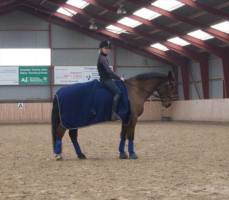 Anden særlig race Mister Gallon - Træning i november billede 1