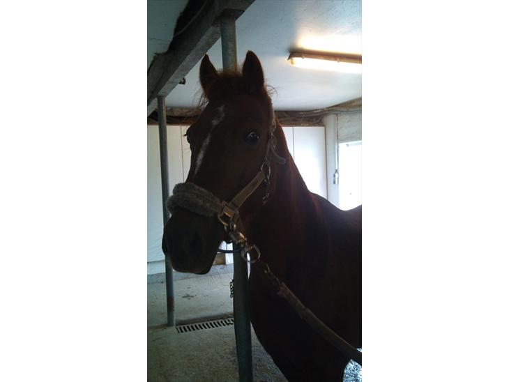 {{currentPhoto.altText}} billede {{currentPhoto.number}}