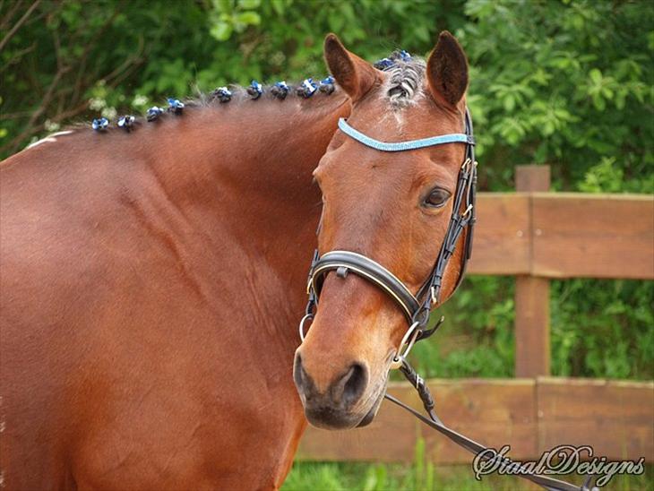 {{currentPhoto.altText}} billede {{currentPhoto.number}}