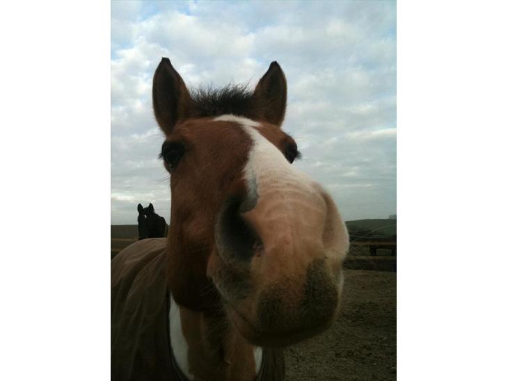 {{currentPhoto.altText}} billede {{currentPhoto.number}}