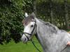 Welsh Partbred (Sec F) klintholms miss amy.    Solgt [Tidl. hest]