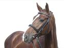 Hannoveraner Rawelt